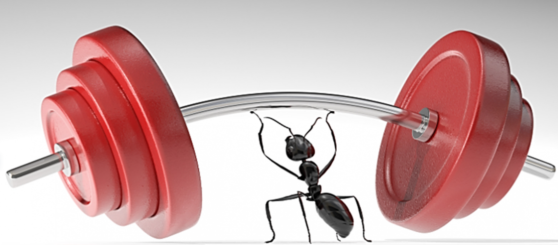 ~1_BARBRA'S_ANT