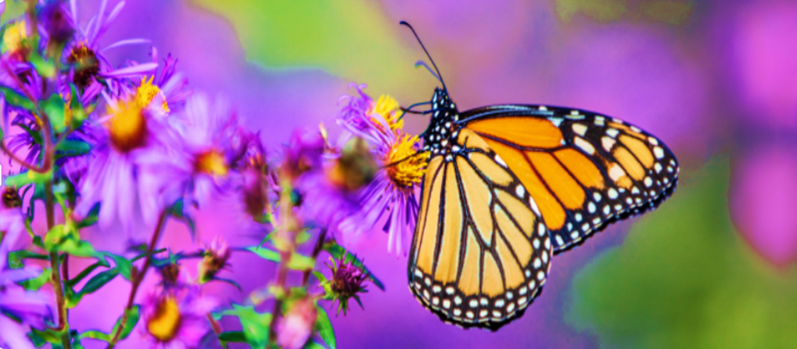~1_BARBRA'S_butterfly