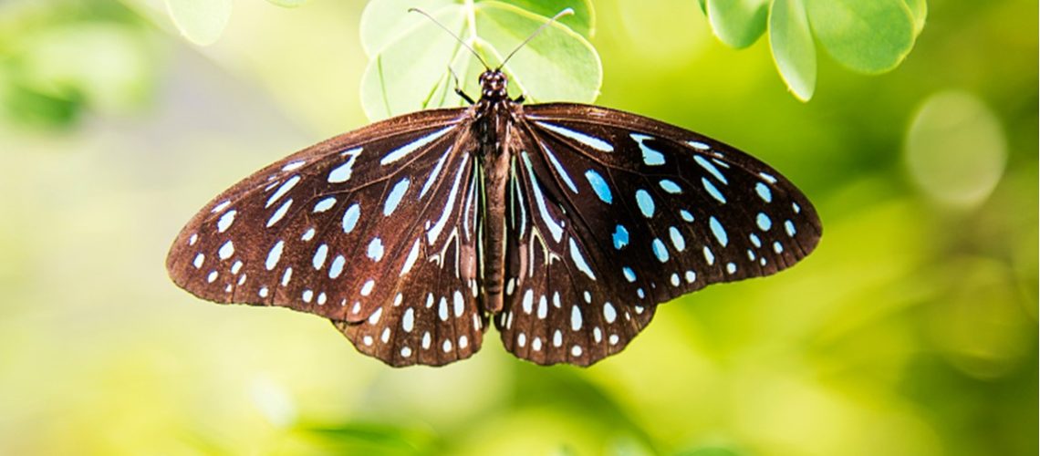 1_DEVOTIONALS_COVER_Butterfly_3-26-23