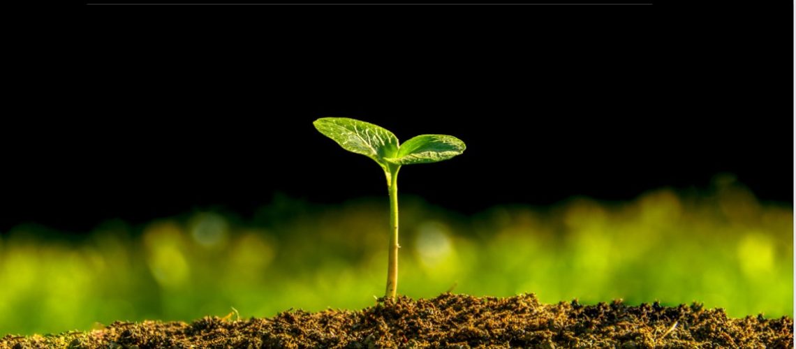 Growinginsoil