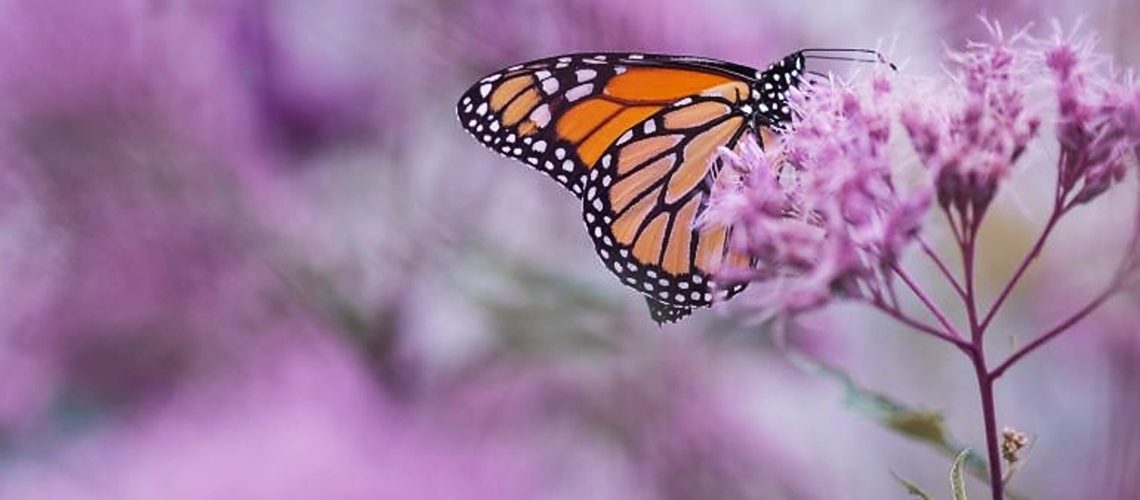 purplebutterfly