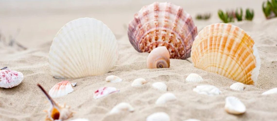 seashells